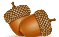 Ilustra o Em Vetor Outono Bolotas De Carvalho 510724 Vetor No Vecteezy