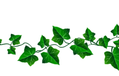 Ivy Border ClipArt Best