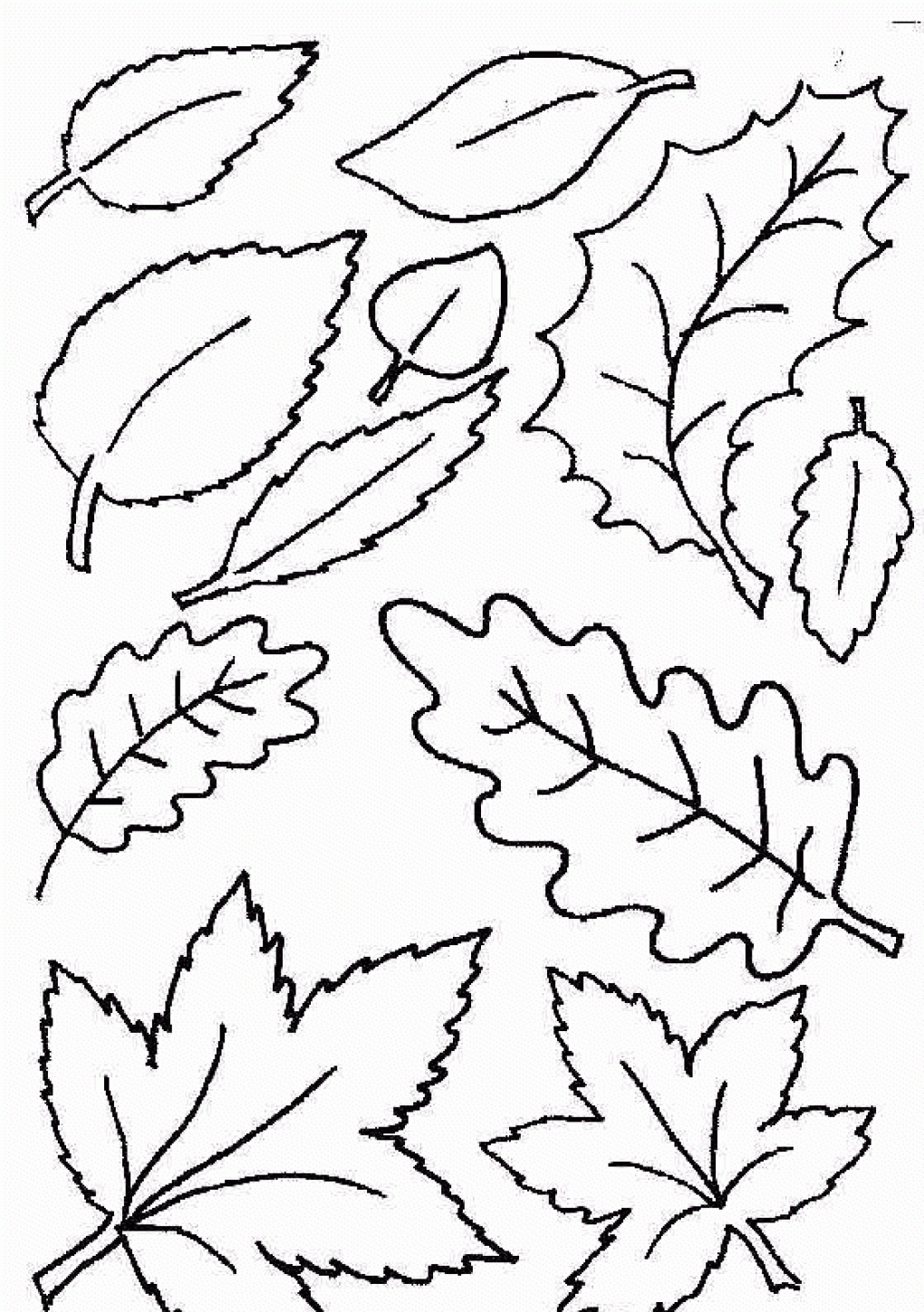 Leaf Coloring Pages NEO Coloring