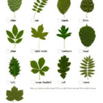 Leaf Guide Tree Identification Streamsnored
