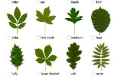 Leaf Guide Tree Identification Streamsnored