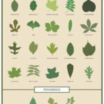 Leaf Identification Chart Infographic Leaf Identification Leaf