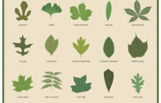 Leaf Identification Chart Infographic Leaf Identification Leaf