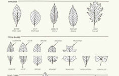 Leaf Identification Worksheet Worksheets For All NEO Coloring