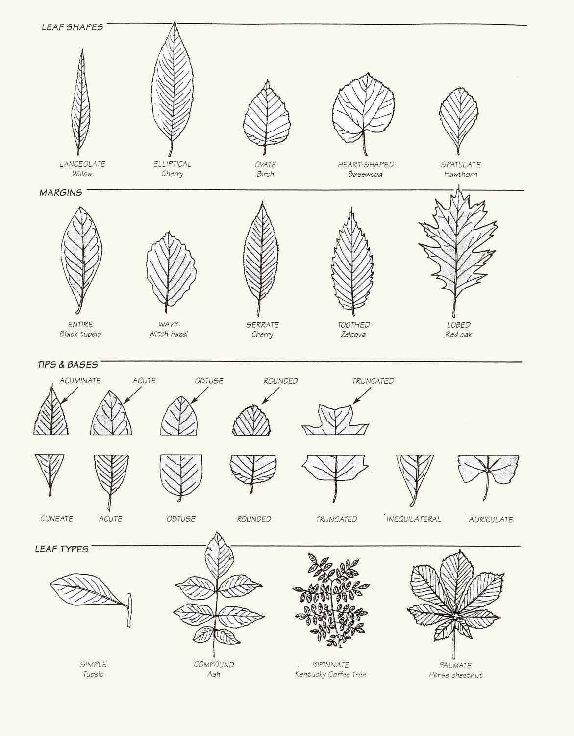 leaf-identification-worksheets-printables-printable-leaves