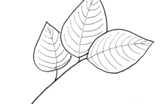 Leaf Patterns Drawing At GetDrawings Free Download