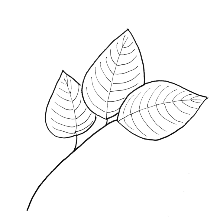 Simple Leaf Pattern Printable