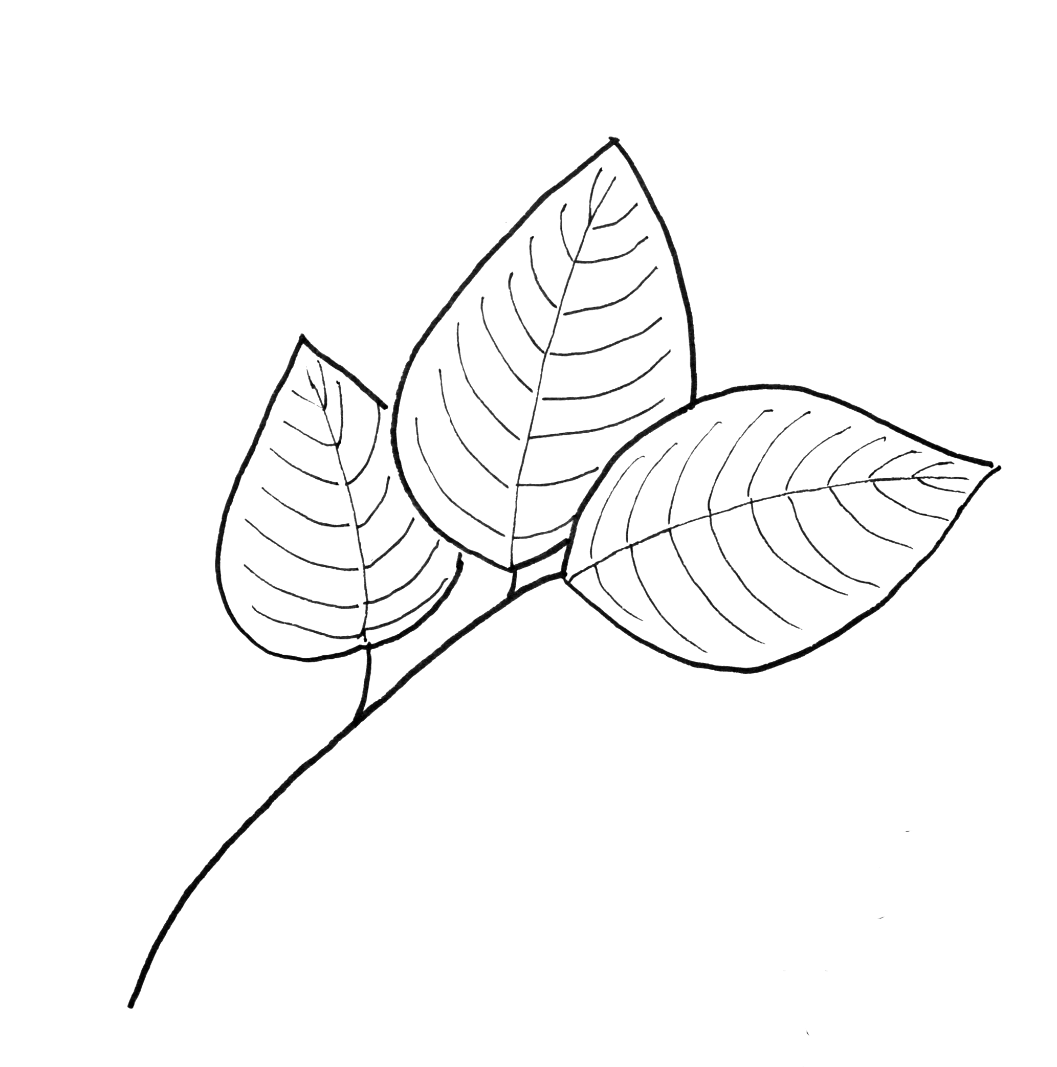 Leaf Patterns Drawing At GetDrawings Free Download