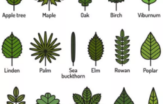 Leaves Come In All Shapes And Sizes Earth Rangers Where Kids Go To