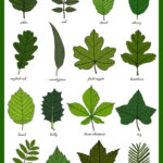 Leaves Greetings Card Leaf Identification Chart Plant Etsy In 2020