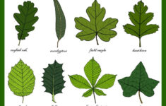 Leaves Greetings Card Leaf Identification Chart Plant Etsy In 2020