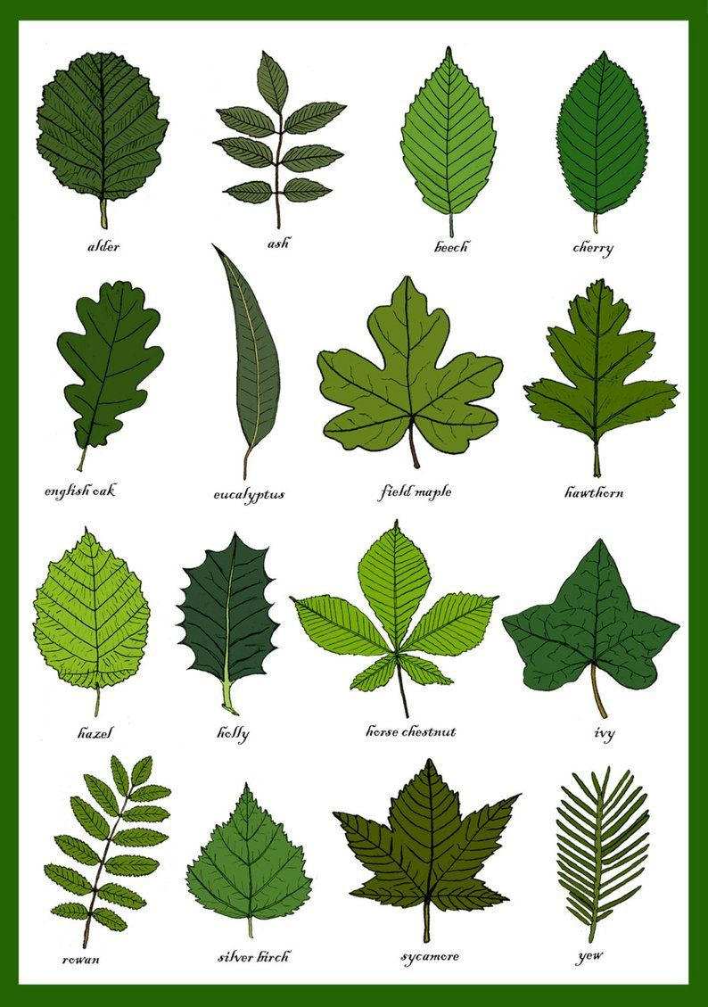 Leaves Greetings Card Leaf Identification Chart Plant Etsy Tree 
