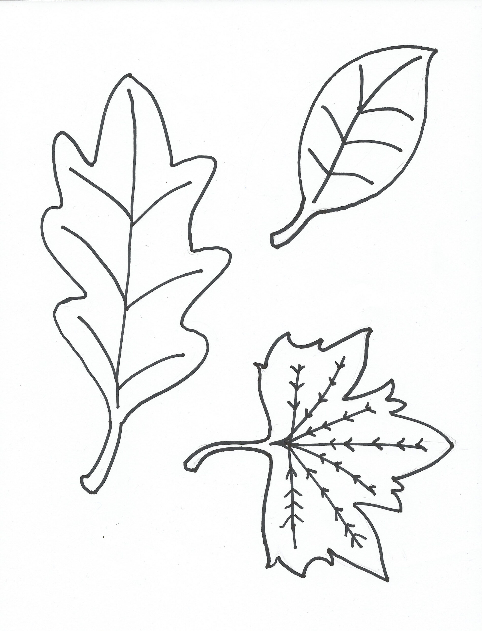 Leaves Printable Coloring Pages