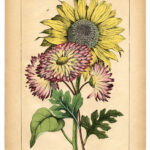 Lovely Vintage Sunflower Printable The Graphics Fairy