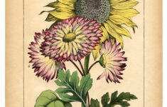 Lovely Vintage Sunflower Printable The Graphics Fairy