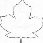 Maple Leaf Contour Drawing Clip Art Library