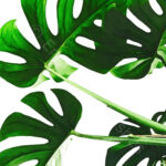 Monstera Wall Art Botanical Prints Donald Hibbler Blog