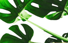 Monstera Wall Art Botanical Prints Donald Hibbler Blog