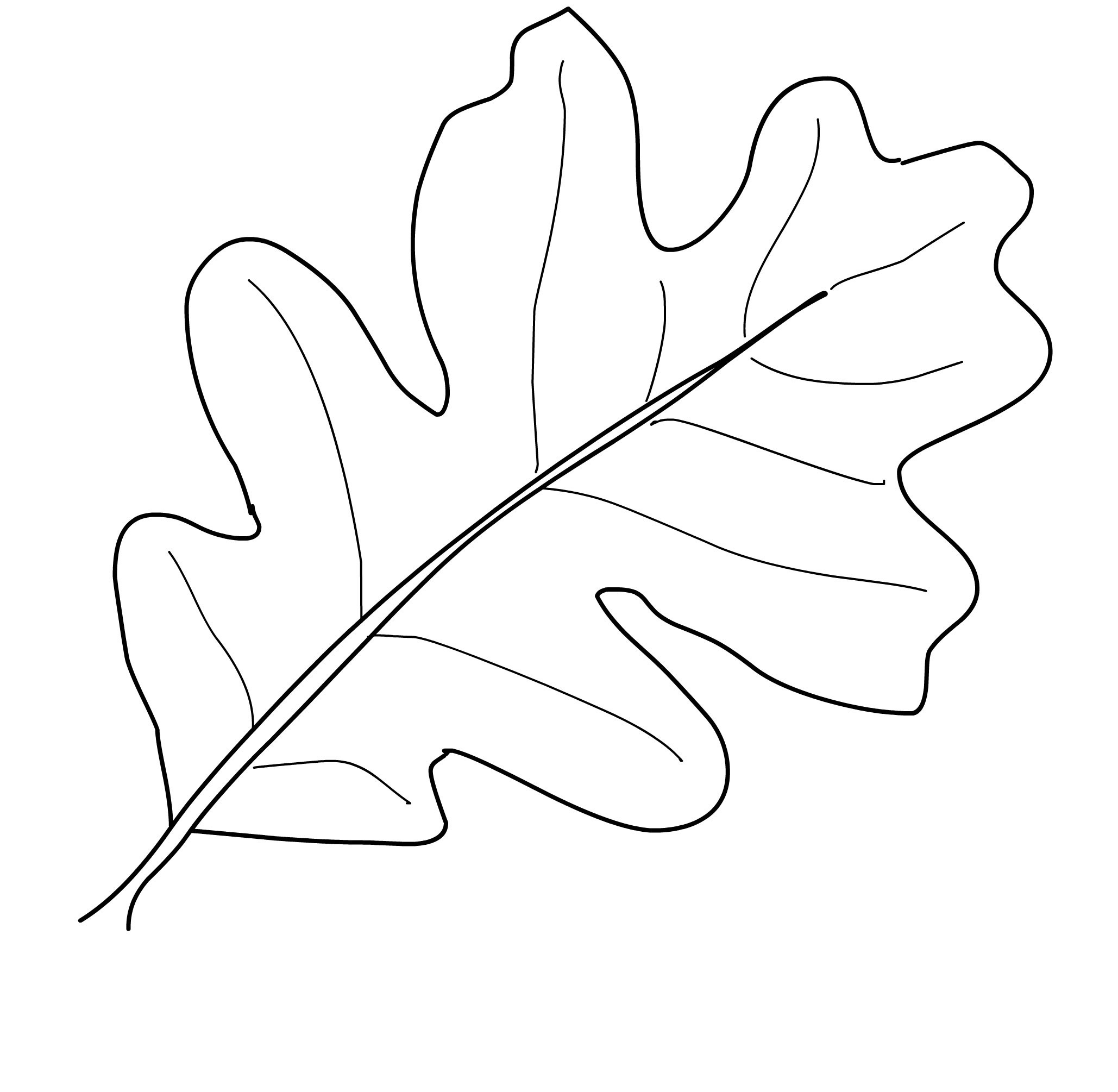 Oak Leaf Drawing Template At GetDrawings Free Download