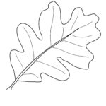 Oak Leaf Drawing Template At GetDrawings Free Download