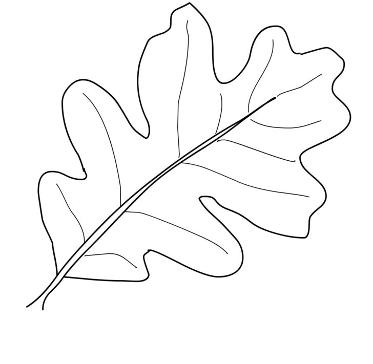 Oak Leaf Printable