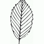 Oak Leaf Drawings ClipArt Best