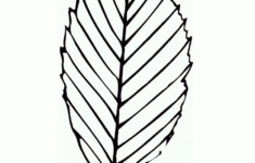 Oak Leaf Drawings ClipArt Best