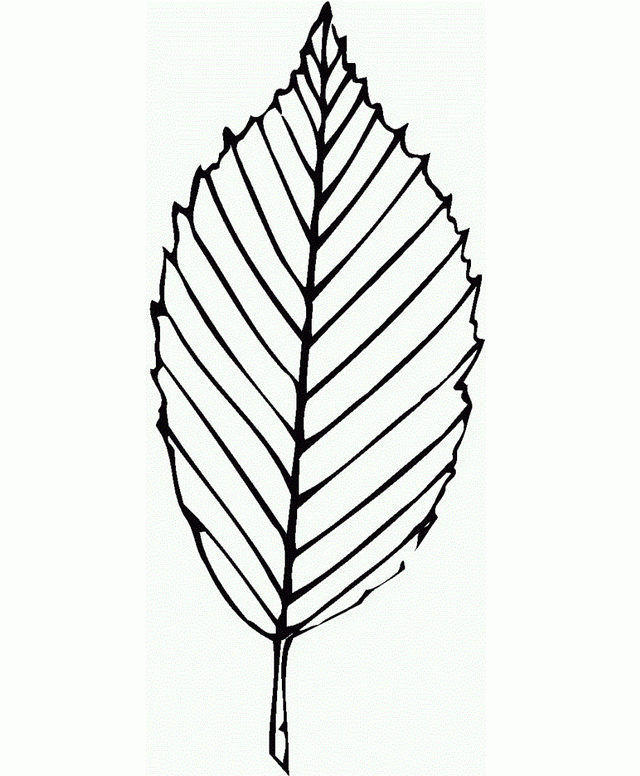 Oak Leaf Drawings ClipArt Best