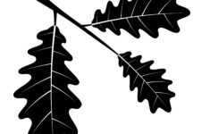 Oak Leaves Black Outline Silhouette Vector Illustration 516318 Vector