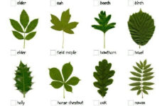 Oak Tree Leaf Identification Chart Images thepoetandtheplant