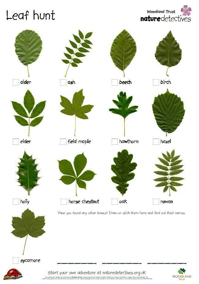 Oak Tree Leaf Identification Chart Images thepoetandtheplant