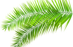 Pal Leave Clipart 20 Free Cliparts Download Images On Clipground 2022