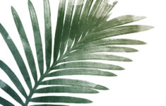 Palm Leaf Art Print By Georgie St Clair Notonthehighstreet