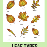 Parts Of A Leaf Printables Autumn And Fall Homeschool Activities