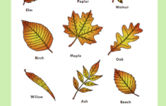 Parts Of A Leaf Printables Autumn And Fall Homeschool Activities