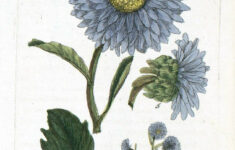 Pin By Kristin Larson Jewelry On DIY For The Home Botanical Drawings