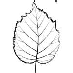 Pin On Leaf Templates