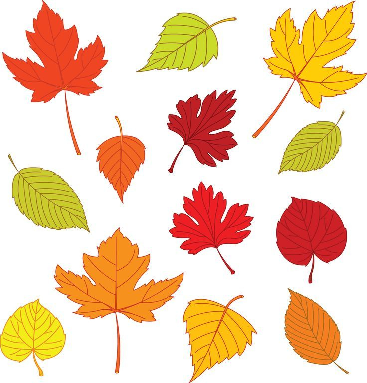 Print Out Fall Leaves Drawings Using Pencil Yahoo Image Search 