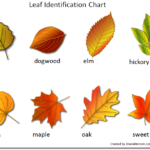 Printable Leaf Identification Chart And Cards Set