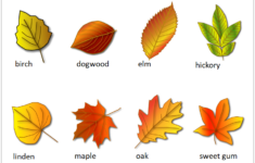 Printable Leaf Identification Chart And Cards Set