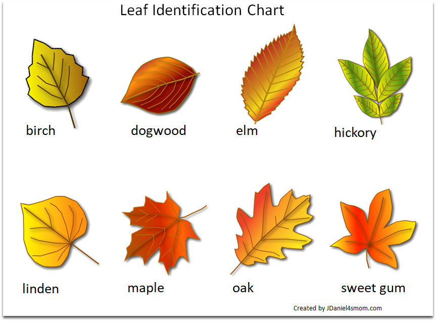 printable-leaf-identification-chart-and-cards-set-printable-leaves