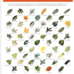 Printable Leaf Identification Chart Printable Word Searches