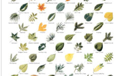 Printable Leaf Identification Chart Printable Word Searches