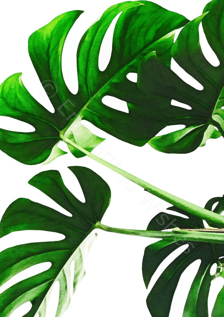 Monstera Leaves Printable