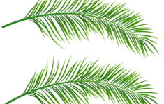 Printable Palm Leaf Printable Word Searches