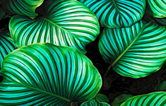 Printable Tropical Leaves Printable Word Searches