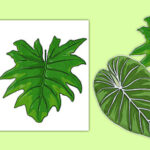 Rainforest Leaves Display Cut Outs Rainforest Leaves Display Cut Out