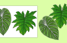 Rainforest Leaves Display Cut Outs Rainforest Leaves Display Cut Out