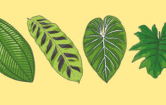 Rainforest Leaves Display Cut Outs Teacher Made