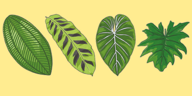 Rainforest Leaves Printable